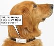 RIDDEX ULTRASONIC CONTROL FLEA/PET COLLAR (YOU CAN RECORD HIS/HER NAME AND ADDRESS IN CASE THEY GET LOST!)