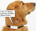 RIDDEX FLEA/PET COLLAR (RECORD HIS NAME AND ADDRESS!)