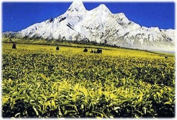 ケニア紅茶　KENYA CHAI　（リーフ　120g）