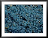 Beautiful Blue-Colored Coral Polyps Festoon a Branch Photography Framed Art Poster Print by Wolcott Henry, 39x31