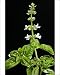 Photographic Prints of LA-2333 Basil - in flower from Ardea Wildlife Pets
