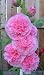 No. 52 Double Pink Carnation 18 Hollyhock Flower Garden Seeds Plus Additional Package