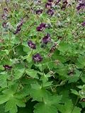 Eigenschaften Dachstauden  / Geranium phaeum - Brauner Storchschnabel