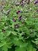 Geranium phaeum - Brauner Storchschnabel