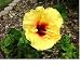Hawaiian Yellow Hibiscus Cutting