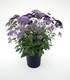 【送料無料】夕霧草（ゆうぎりそう）鉢植え【お中元に】オープン特価2,000円！