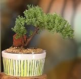 51%2Bv6bYJ9ML. SL160  New, Easy Watering Juniper Bonsai, 3 4 Year Old Tree
