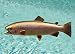 Taxidermy 20" Fiberglass Rainbow Trout Wall Mount