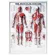 Muscular System 3D Raised Relief Chart