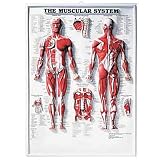 Muscular System 3D Raised Relief Chart