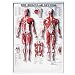 Muscular System 3D Raised Relief Chart