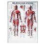 Muscular System 3D Raised Relief Chart
