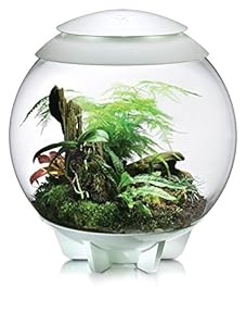 biOrb Air Terrarium, 16-Gallon, White