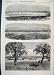 1864 Floods Melbourne Emerald Hill Prince'S Bridge Punt