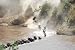 The Great Migration of Wildebeest, Masai Mara, Kenya - 24"W x 16"H - Peel and Stick Wall Decal by Wallmonkeys