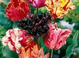 Parrot Mix Tulip Seed Pack