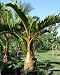 Bottle Palm Trees