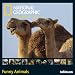 2011 Ng Funny Animals Grid Calendar (Square Wall Cal)