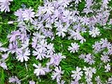 Eigenschaften Dachstauden  / Phlox subulata - Lilablauer Polsterphlox, 18 Pflanzen