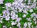 Phlox subulata - Lilablauer Polsterphlox, 2 Pflanzen