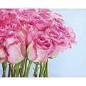 Pink Roses Gallery Wrapped Canvas - 16x20"
