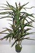 45" Potted Artificial Dracaena Plant