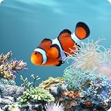 aniPet Marine Aquarium Live Wallpaper