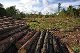 The Deforestation - 18"W x 12"H - Peel and Stick Wall Decal by Wallmonkeys