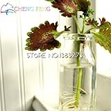 ホーム＆ガーデンデコレーションミニプラントツリーポット草の種2016 Sementesのための100pcsコリウス種子盆栽植物パーフェクトカラーリーフ