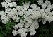 3X SPIREA SNOWMOUND FLOWERING SHRUBS PLANTS