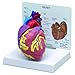 GPI Anatomicals - Heart Model, Replica for Human Anatomy and Physiology Education, Anatomy Model for Doctor's Offices and Classrooms, Medical Learning Resources