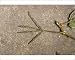 Photographic Prints of Jlm-919 Sensitive Plant - After Touching from Ardea Wildlife Pets
