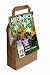 Lilies Mixed Colours Big Buy Pack (Pack of 15)