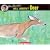 All About Deer (All About Series)
