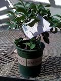 Eureka Lemon Tree One Gallon Plant