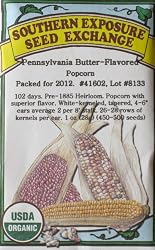 Pennsylvania Butter Flavored Popcorn Certified Organic Heirloom Seeds
