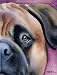 "Bullmastiff" Dog Art Print Signed by Artist DJ Rogers