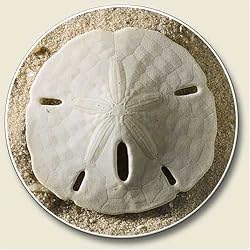 Sand Dollar Auto Coaster - Single Coaster for Your Car