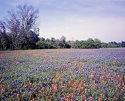 Texas Blue and Red Bonnets Photograph - Beautiful 16"x20" Photographic Print by Carol M. Highsmith
