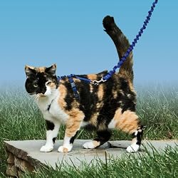Premier Pet Come with me Kitty Harness Medium Royal Blue