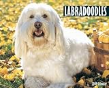 Just Labradoodles 2009 Calendar (Just)