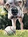 "White Boxer" Dog Art Print Signed by Artist DJ Rogers