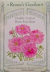 Cosmos Double Rose Bon Bon Seeds 50 Seeds