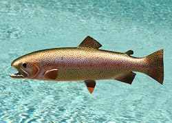Taxidermy 20" Fiberglass Rainbow Trout Wall Mount