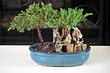 BONSAI Juniper Tree Zen Garden With Pool Fishman