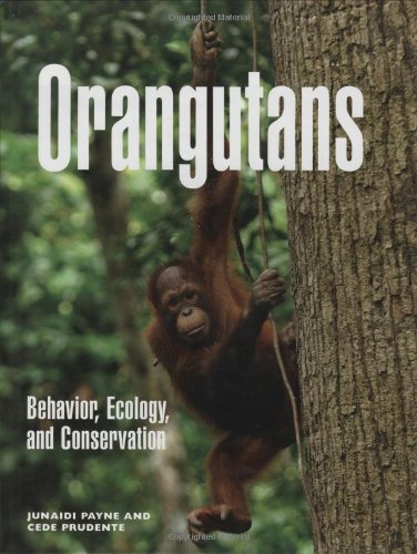 orangutans behavior ecology and conservation