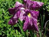 Japanese Iris (Iris Ensata)