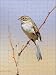 Photo Jigsaw 16x12 (40x30cm) Brewers Sparrow by Ardea