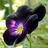 Best Price Bowles Black Viola: 25 Seeds (Fresh & Untreated, Gothic Perennial)