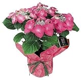 Lace Cap Pink Hydrangea Potted Plant - Mother's Day Flowers - Mother's Day Plant